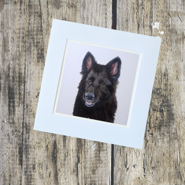 Animal/Pet Collection - Image 13
