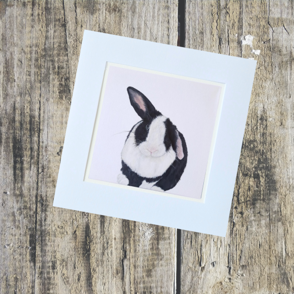 Animal/Pet Collection - Image 11