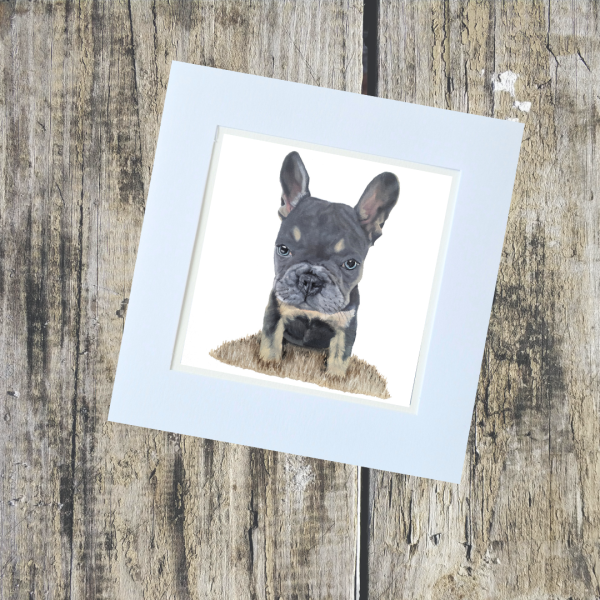 Animal/Pet Collection - Image 4